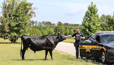 An unusual day at work: Deputies wrangle loose bull