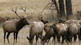 DWR seeking information after cow elk, geese found dead and illegally left to waste