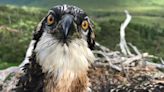 Scots osprey chicks bound for Spain as dad’s catch plummets