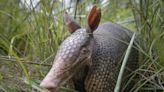 Keep annoying SC armadillos from destroying your lawn at night with these tips