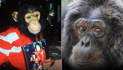 Em abrigo nos EUA, chimpanzé de Michael Jackson recebe R$ 10,8 mil por mês; entenda