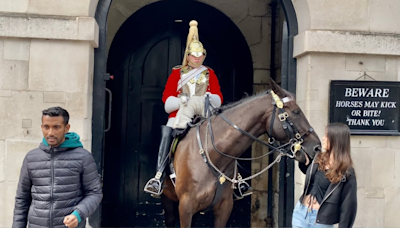 Watch: Remember King’s Guard Horse Who Bit Tourists? Now We Know His Favourite!