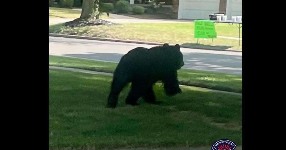 Black bear spotted in Amherst