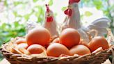 Você sabe quais os benefícios do ovo caipira? Descubra aqui!