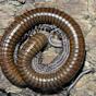 Giant African Olive Millipede