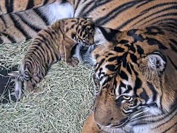 Watch: Sumatran tiger cub born at San Diego Zoo