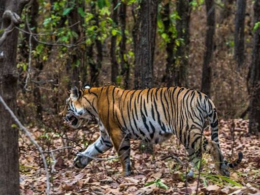 Madhya Pradesh Tiger Reserves Closed Till October; Here’s WHY