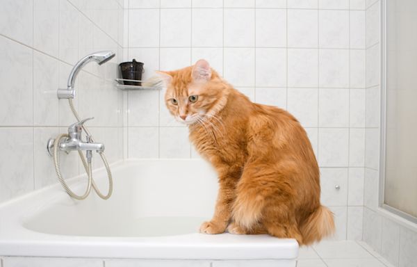 Orange cat owner attempts to take relaxing bath, goes as you'd expect