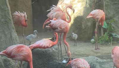 Sacramento Zoo experiences baby boom despite current facility size constraints