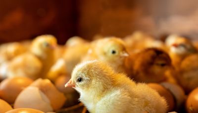 Rare Baby Chick Born With 4 Legs Draws Crowds At Iowa State Fair