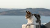 Photographer's Enchanting Journey Through Greece’s Cat Paradise Is a Sight to Behold