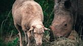 Meet the sheep dubbed a 'professional babysitter' helping to save rhinos