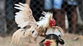Las peleas de gallos, todavía en auge en remotos pueblos de India