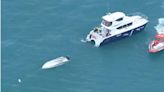 紐西蘭觀光船「破洞翻覆」釀5死 當地鎮長揭：是鯨魚害的！