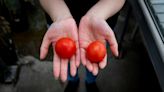 Gene-edited tomatoes could be a new source of vitamin D, study suggests