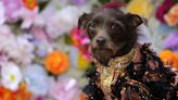 In pictures: Adorable designer dogs strut their stuff at the Pet Gala