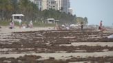 FAU secures $1.3 million grant to clean up sargassum in Florida