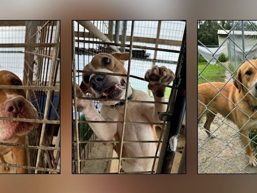 Suwannee County Animal Shelter pleads for foster parents, adoptions in wake of Hurricane Debby