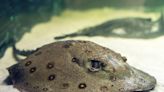 A Technological Breakthrough In Safeguarding Amazon Stingrays