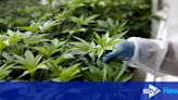 Huge cannabis farm worth £673,000 discovered after fire