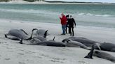 Whales to be buried on island after archaeology tests