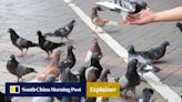 Hong Kong to ban pigeon feeding. Here is what you need to know about legal change