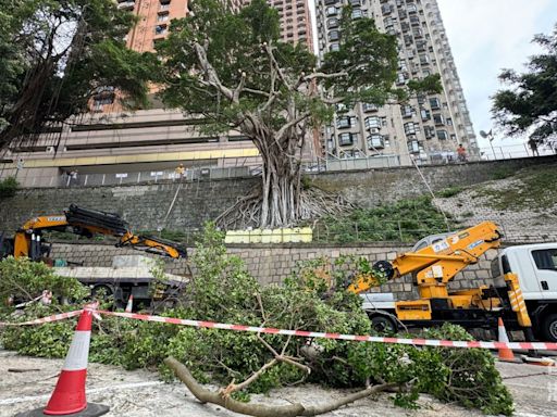 般咸道石牆樹今起逐步「截枝」 街坊理解安全第一惟感不捨