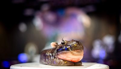 Is Moo Deng cake? Viral baby pygmy hippo becomes new inspiration for bakers