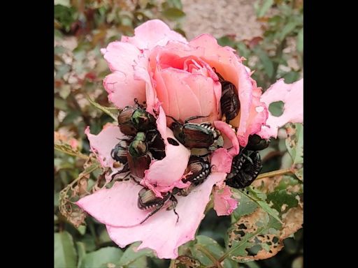 Japanese beetles destroying your SC garden, landscaping? Here’s what to do — and not to do
