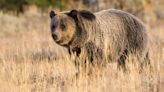 Hunter hospitalized with 'significant injuries' after grizzly bear attack in British Columbia