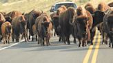 April cycling in Yellowstone is untrammeled bliss, if you can (grizzly) bear it