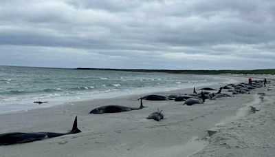 Dozens of whales die in one of largest mass strandings in Britain in recent times