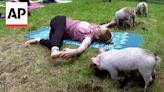 Piglet yoga inspires newcomers and regulars to ancient Indian wellness practice