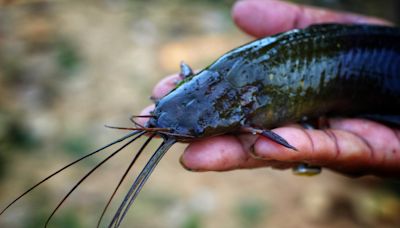 Hurricane Debby sends walking catfish to Florida homes