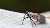 It’s not just spotted lanternflies you have to watch out for — here are 5 invasive species you should squash on sight