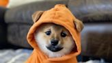 ...THE•MOON Price Prediction: DOG Soars 29% As The Dogeverse ICO Offers Last Chance To Buy After $13 Million Raise