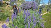 Ve fotos de la superfloración de flores silvestres en las laderas de Sierra Nevada
