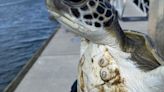 Juvenile turtle stranded in Shem Creek rescued, undergoing treatment at SC Aquarium