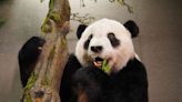 響應國際瀕危物種日 北市動物園17日亮相大貓熊「團團」標本