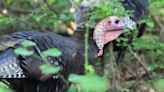 Have you seen a wild turkey? The Pennsylvania Game Commission wants to know