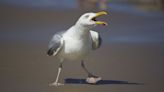 Seagulls do not, in fact, want your chips