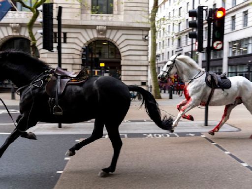 Two horses in a ‘serious condition’ after running loose in central London, minister says