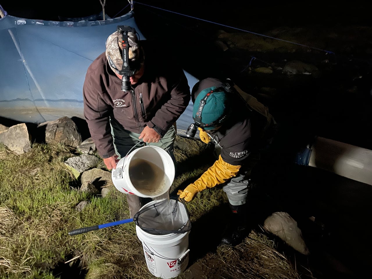 What Canada can learn from Maine's approach to the lucrative baby eel fishery