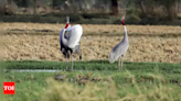 Sarus crane population surges in UP: 19,918 counted in 2024 state-wide summer census | Lucknow News - Times of India