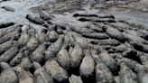 Au Botswana, la sécheresse est critique pour les hippopotames, une espèce en grand danger