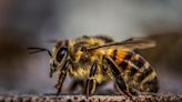 Por qué bailan las abejas, qué flores les gustan, cómo producen miel y cuántos años vive una reina