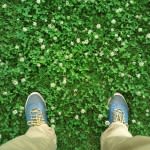 How to Get Rid of Clover