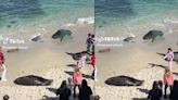 對曬太陽的海獅「扔石頭」 頑劣女童被救生員趕出加州海灘