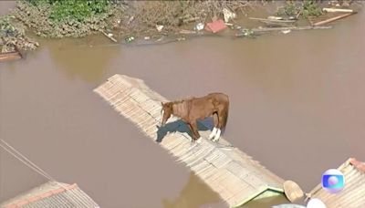 Brasil: lo que un caballo en un tejado y un perro fallecido en un avión revelan de la sociedad