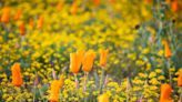 Keep the ‘Beauty in the Bloom.’ Potential super blooms in California come with warnings